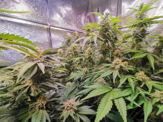 Growreport Bild 1