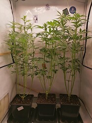 IMG_20240716_130555
