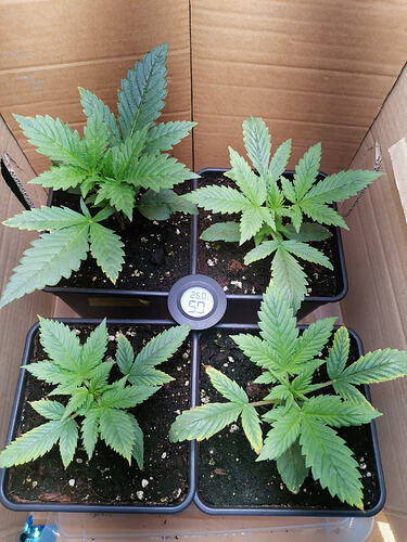 Lucky Hemp LT13