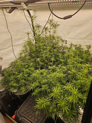 Growreport Bild 1