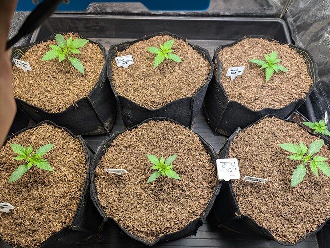 Growreport Bild 2