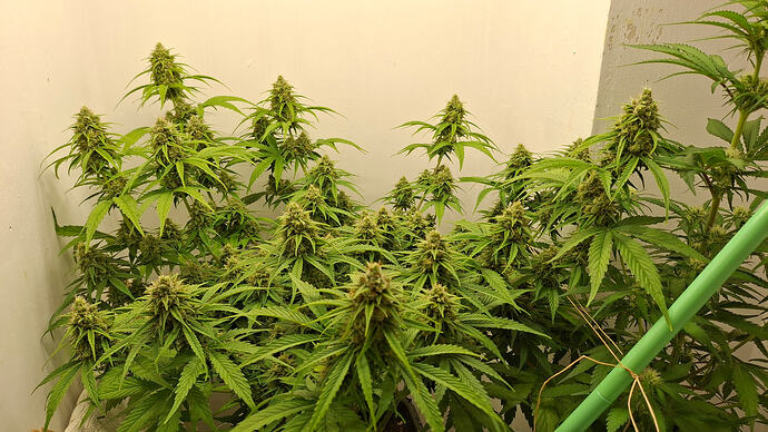 Growreport Bild 300
