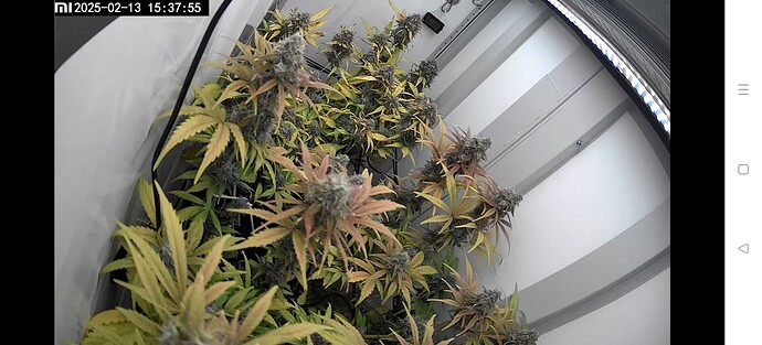 Screenshot_2025-02-13-15-32-51-18_89ed83f5c7ca8fa2c91fc75c50289338