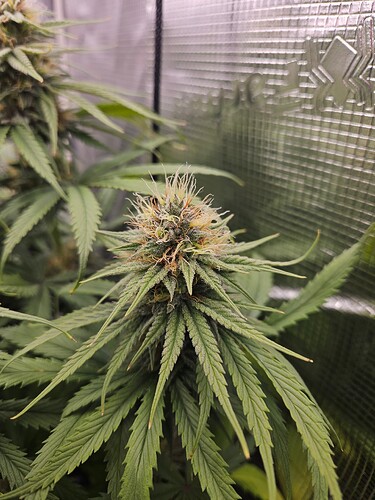 Growreport Bild 22