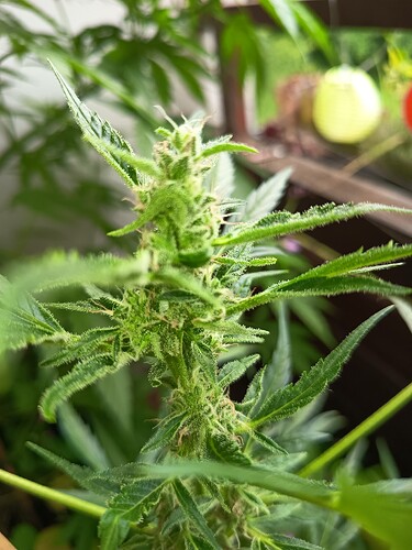 Growreport Bild 10