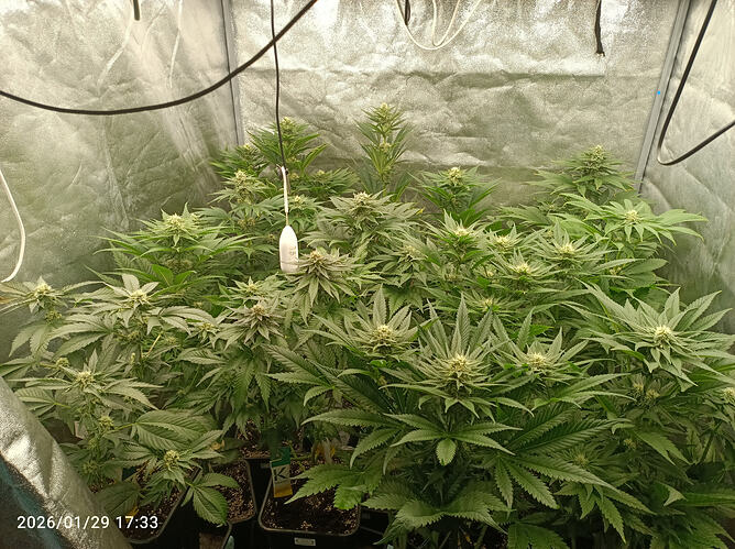 Growreport Bild 20