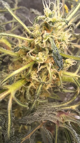 Growreport Bild 3