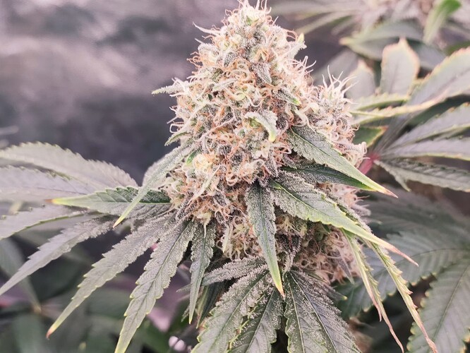 Growreport Bild 27