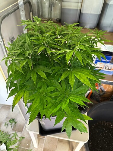 Growreport Bild 56
