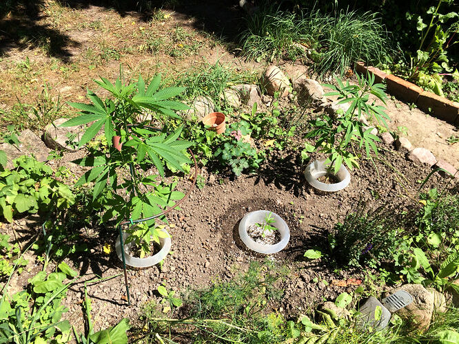 Grow26071108