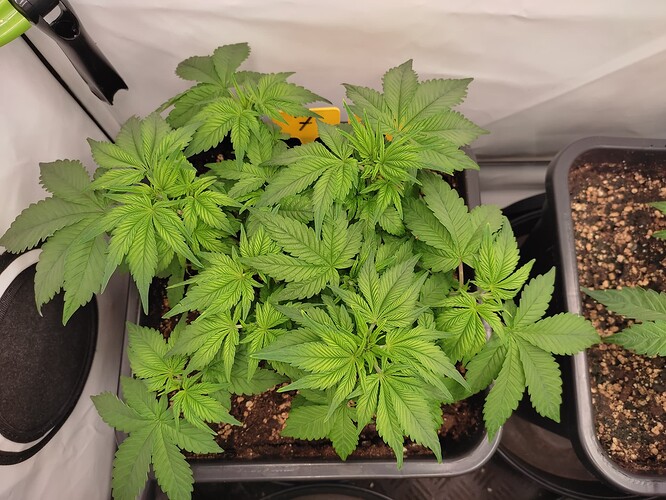 Growreport Bild 30