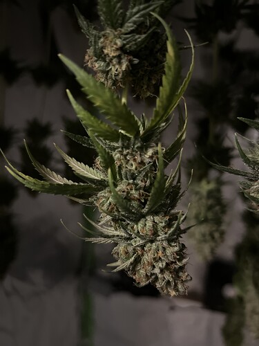 Growreport Bild 4