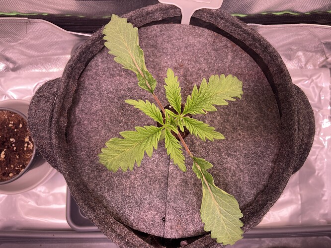 Growreport Bild 6