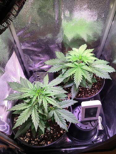 Growreport Bild 4