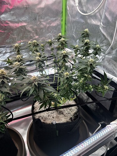 Growreport Bild 22