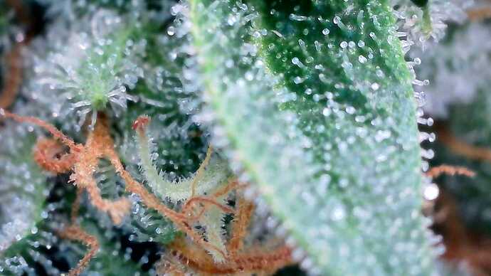 Growreport Bild 28