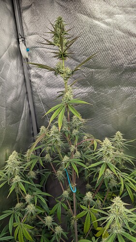 Growreport Bild 2