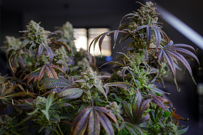 Growreport Bild 2