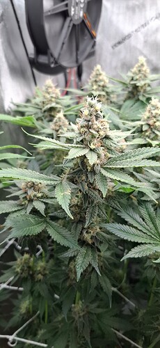 Growreport Bild 2
