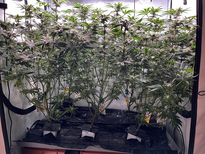 Growreport Bild 1