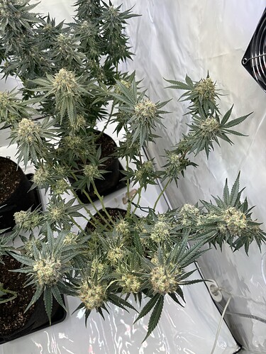 Growreport Bild 20