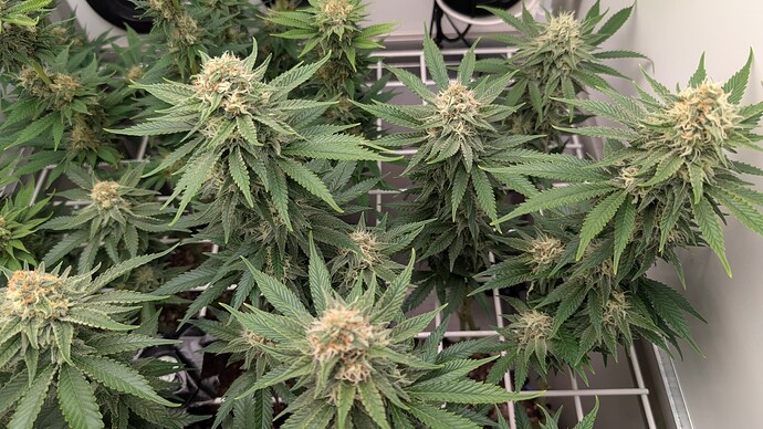 Growreport Bild 11