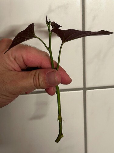 Growreport Bild 8