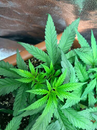 Growreport Bild 4