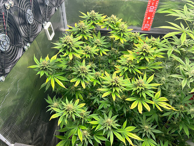 Cannabispflanzen in der Blütephase in einem Growzelt mit Ventilatoren und einer Messskala an der Wand.