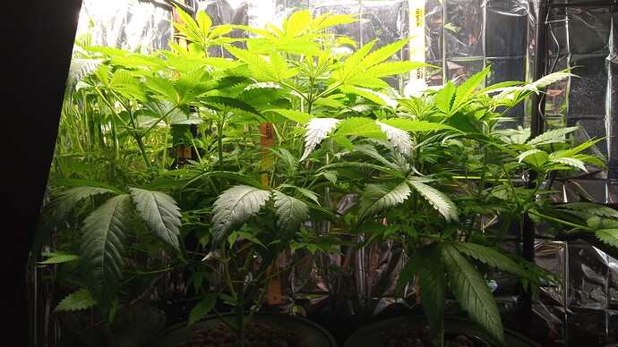 Growreport Bild 5