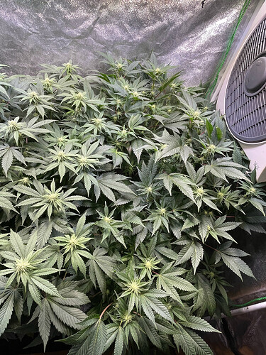 Growreport Bild 4