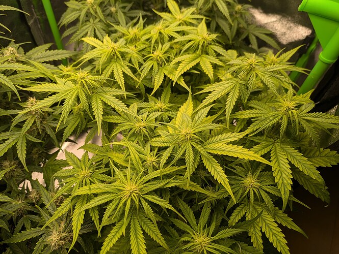 Growreport Bild 5