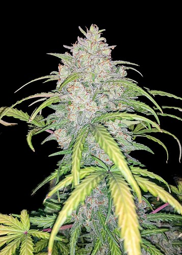 critical-30-auto