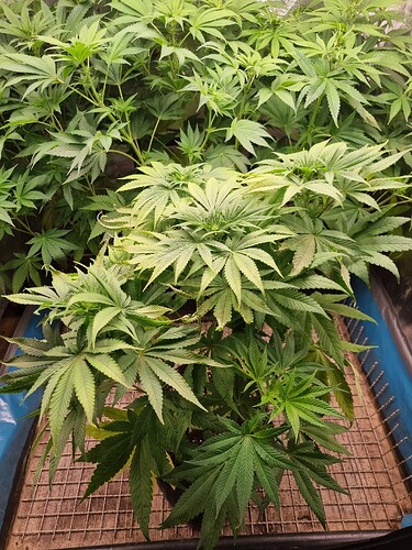 Mehrere Cannabis-Pflanzen in der Wachstumsphase, einige mit gelblichen Blättern.