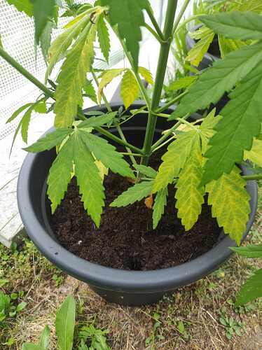 IMG-20240614-WA0003