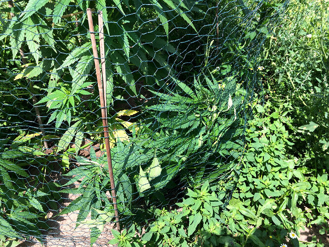 Grow26072503