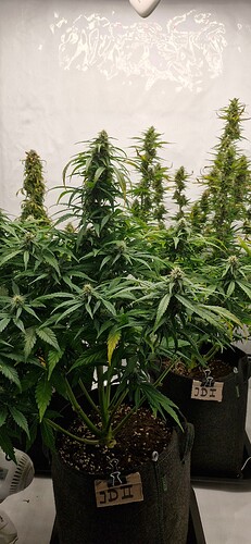 Growreport Bild 4