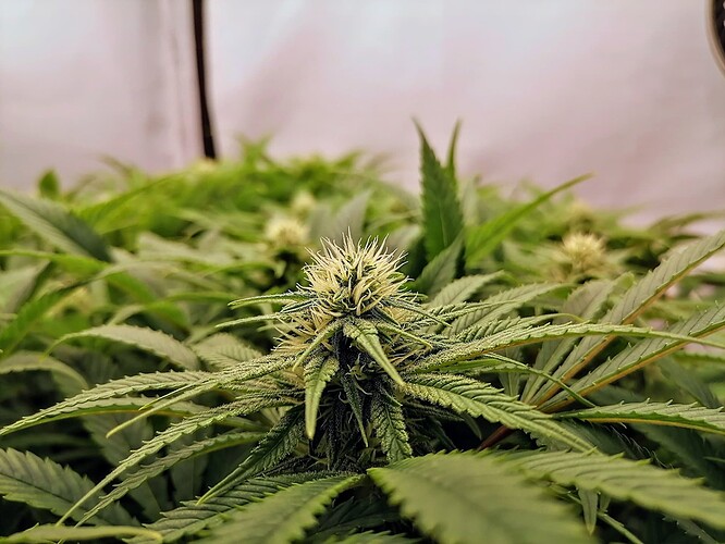 IMG_20240323_160330~2