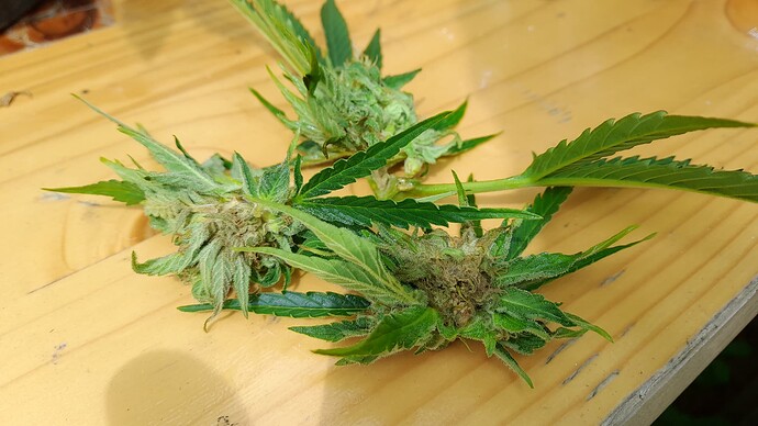 Growreport Bild 16