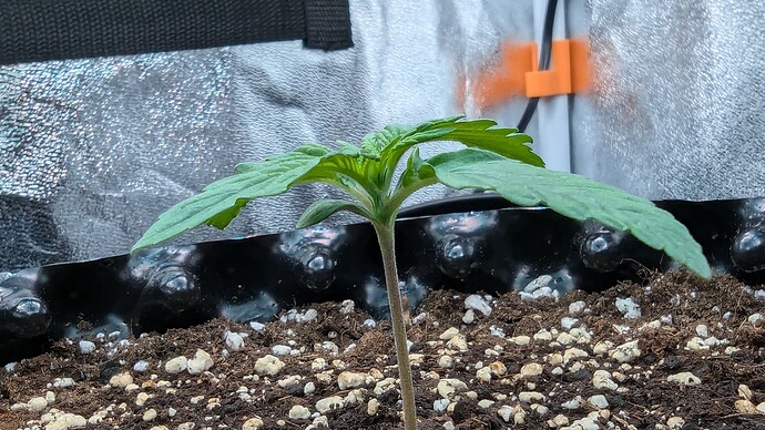 PXL_20240705_222901553.MP