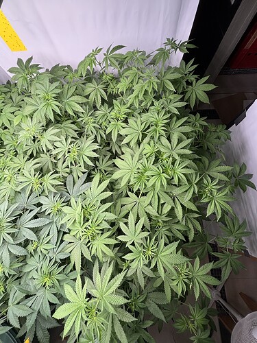Growreport Bild 3