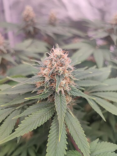 Growreport Bild 6