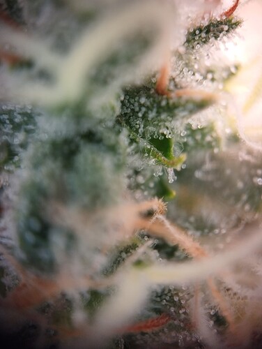 IMG_20250219_205431 - Kopie