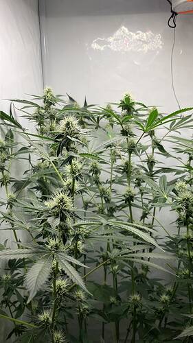 Mehrere Cannabis-Pflanzen in der Blütephase in einem Grow-Zelt.