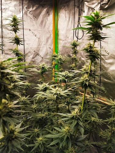 Growreport Bild 6
