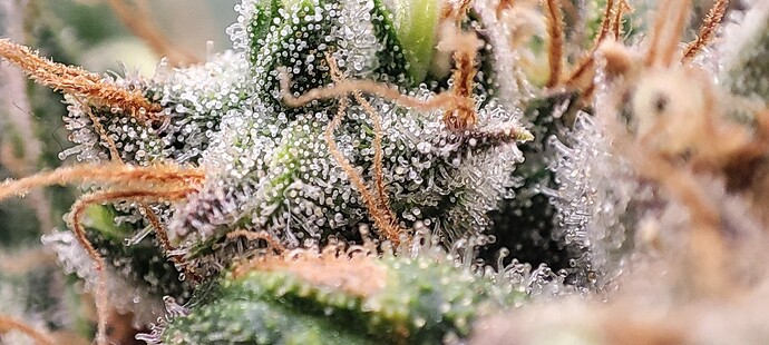 Growreport Bild 33
