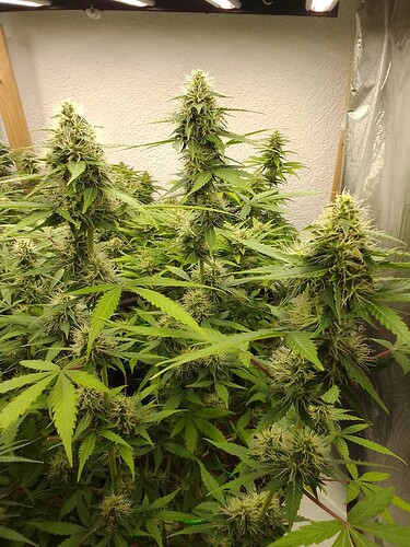 Growreport Bild 5