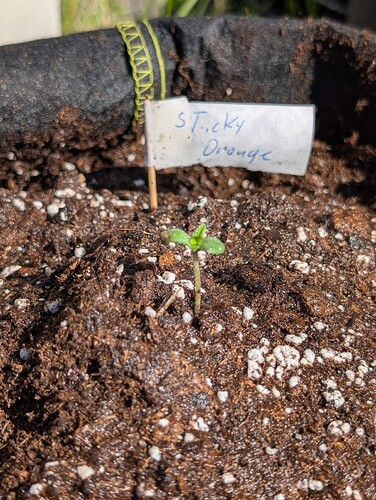 PXL_20250402_125913713.MP