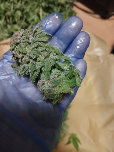 IMG_20250311_210239 - Kopie