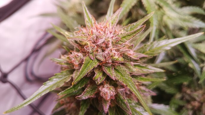 Growreport Bild 9